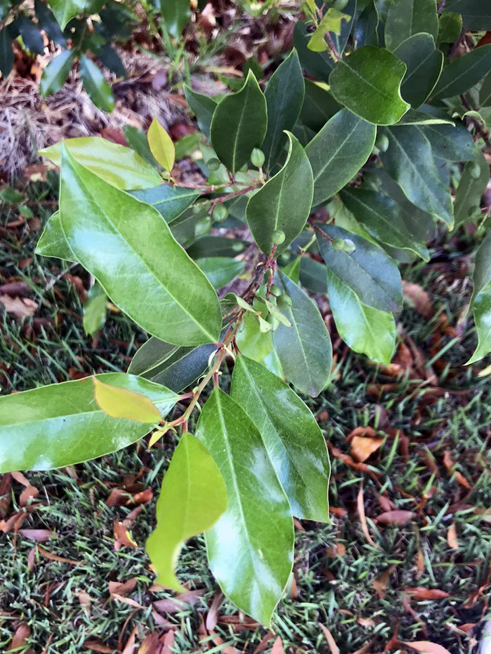 Cherry Laurel (Prunus caroliniana)